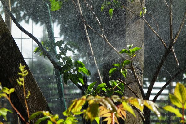 Kokaudzētava Bulduri